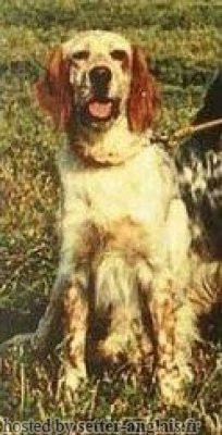 Setter Anglais RADENTIS QUARIS Setter Anglais RADENTIS QUARIS